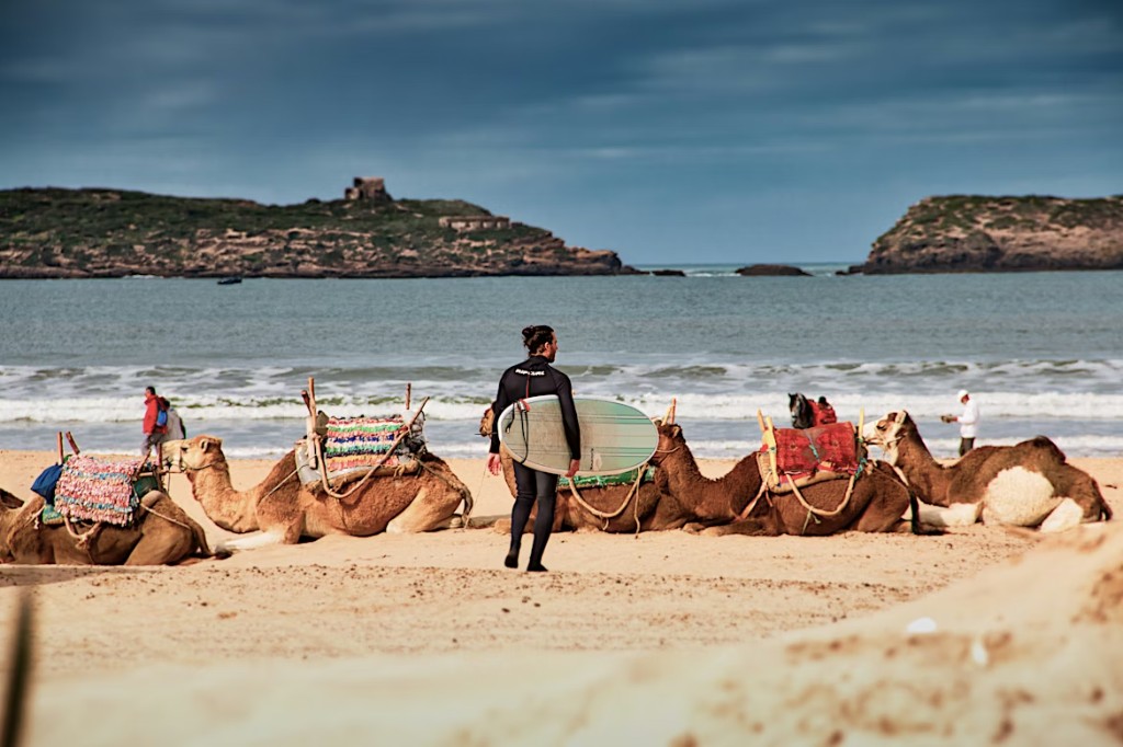 Surfer in wetsuit walking past camels on Essaouira beach toward the Atlantic